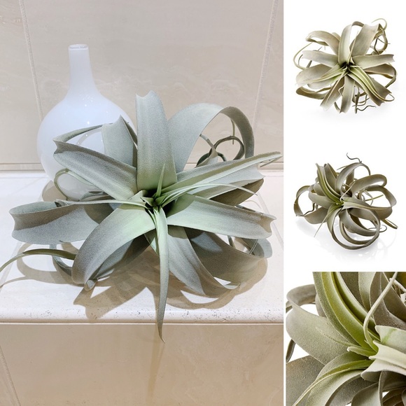 Crate&Barrel Accents Nwot Crate Barrel Faux Xerographica Air Plant